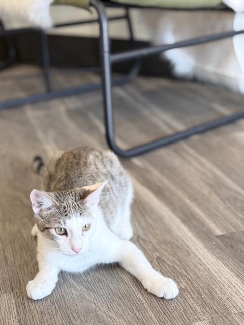 Cooper, a Adoptable Domestic Short Hair in Great Mills, MD image 3/3