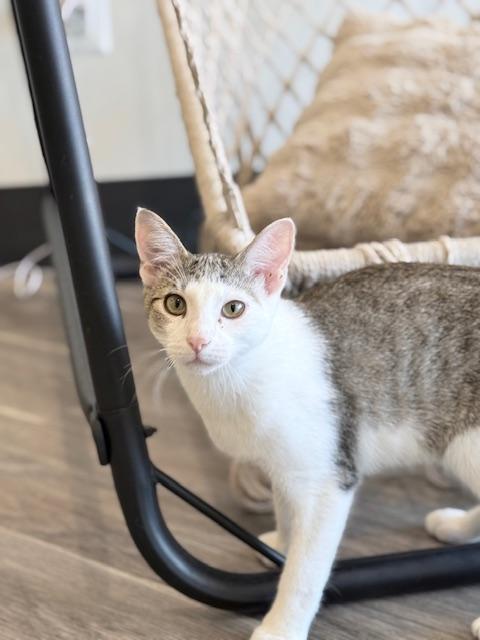 Cooper, a Adoptable Domestic Short Hair in Great Mills, MD image 1/3