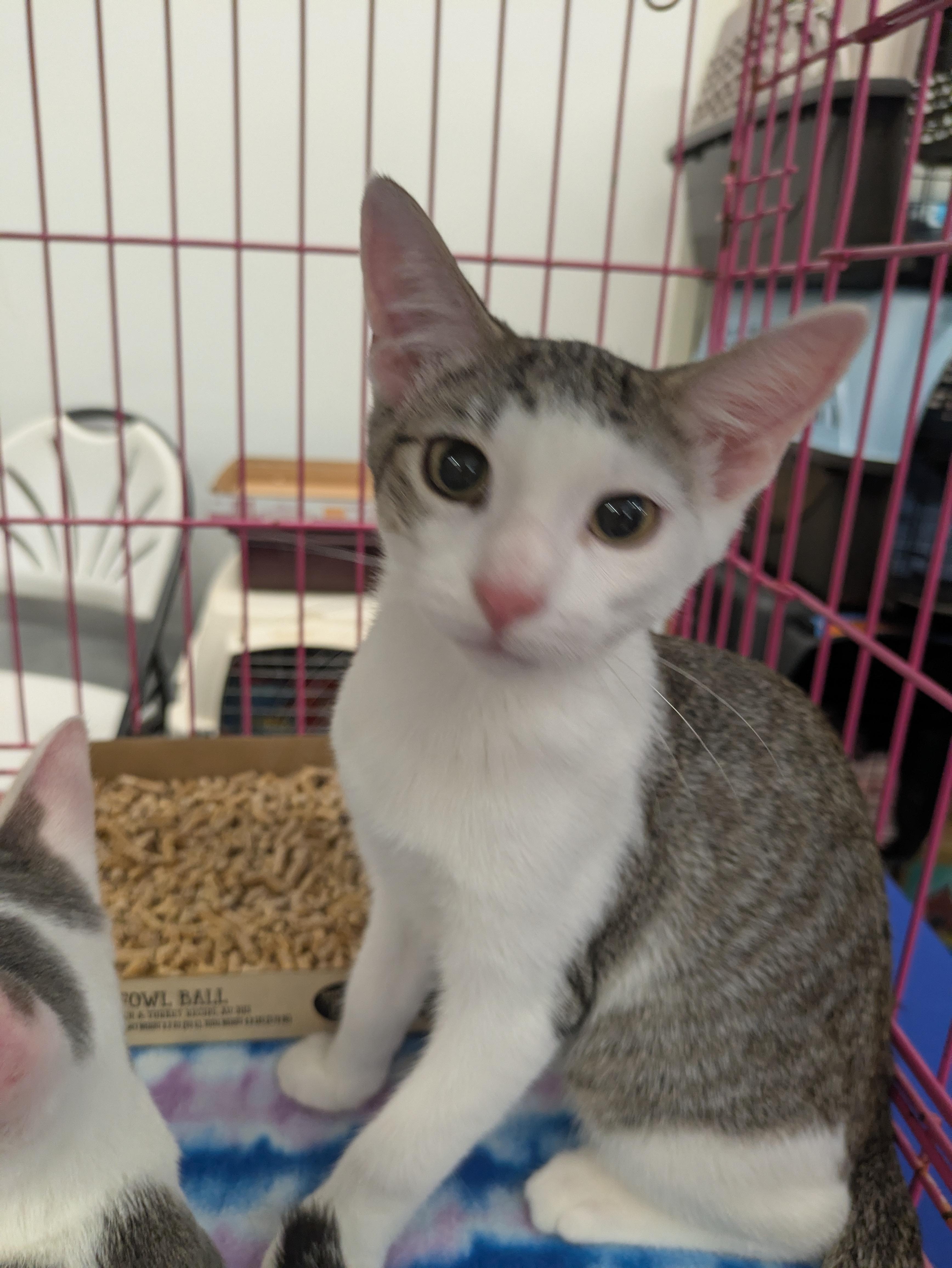 Cooper, Adoptable, Kitten Male Domestic Short Hair.