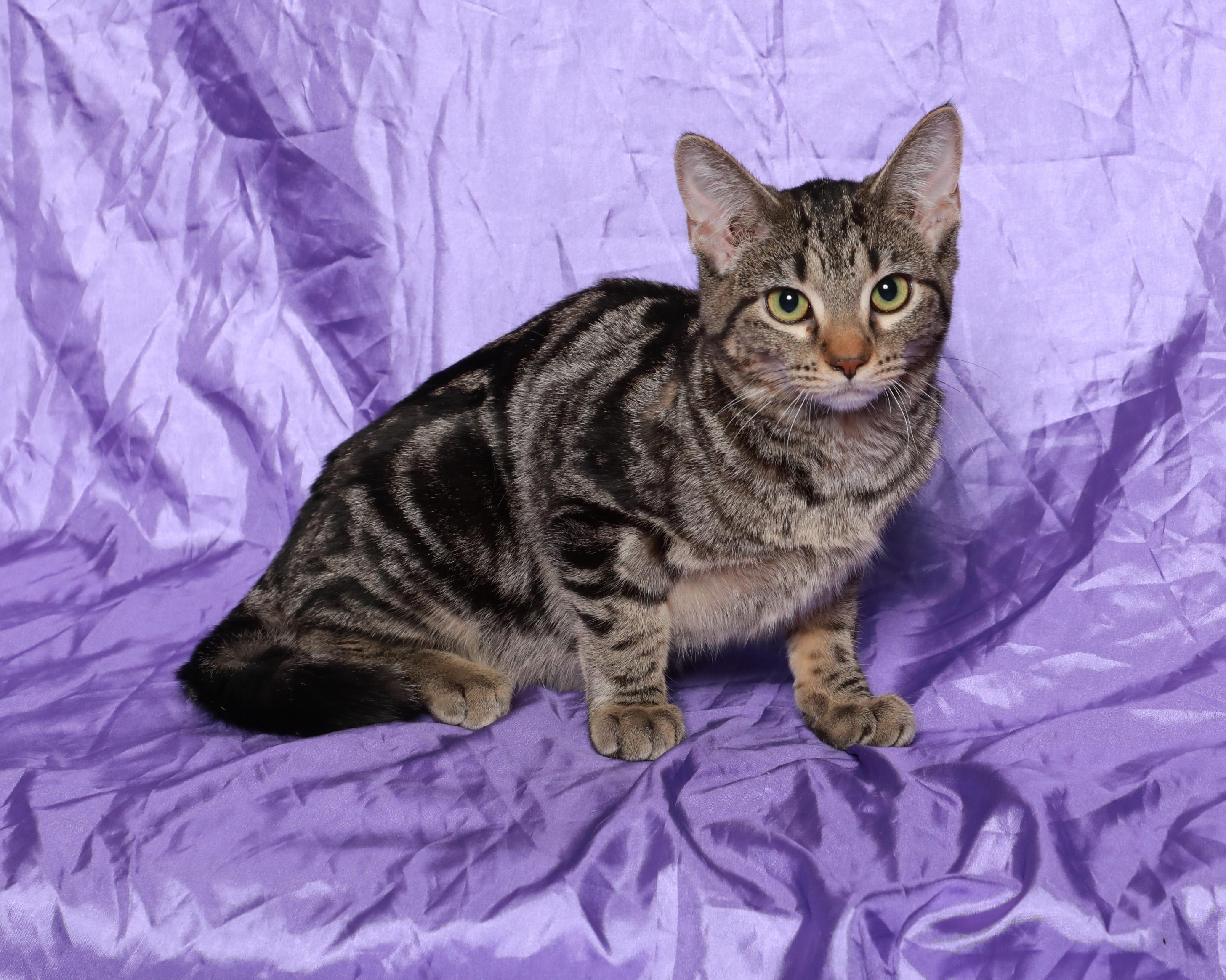Ruffnut, ADOPTABLE, Kitten Female Domestic Short Hair.
