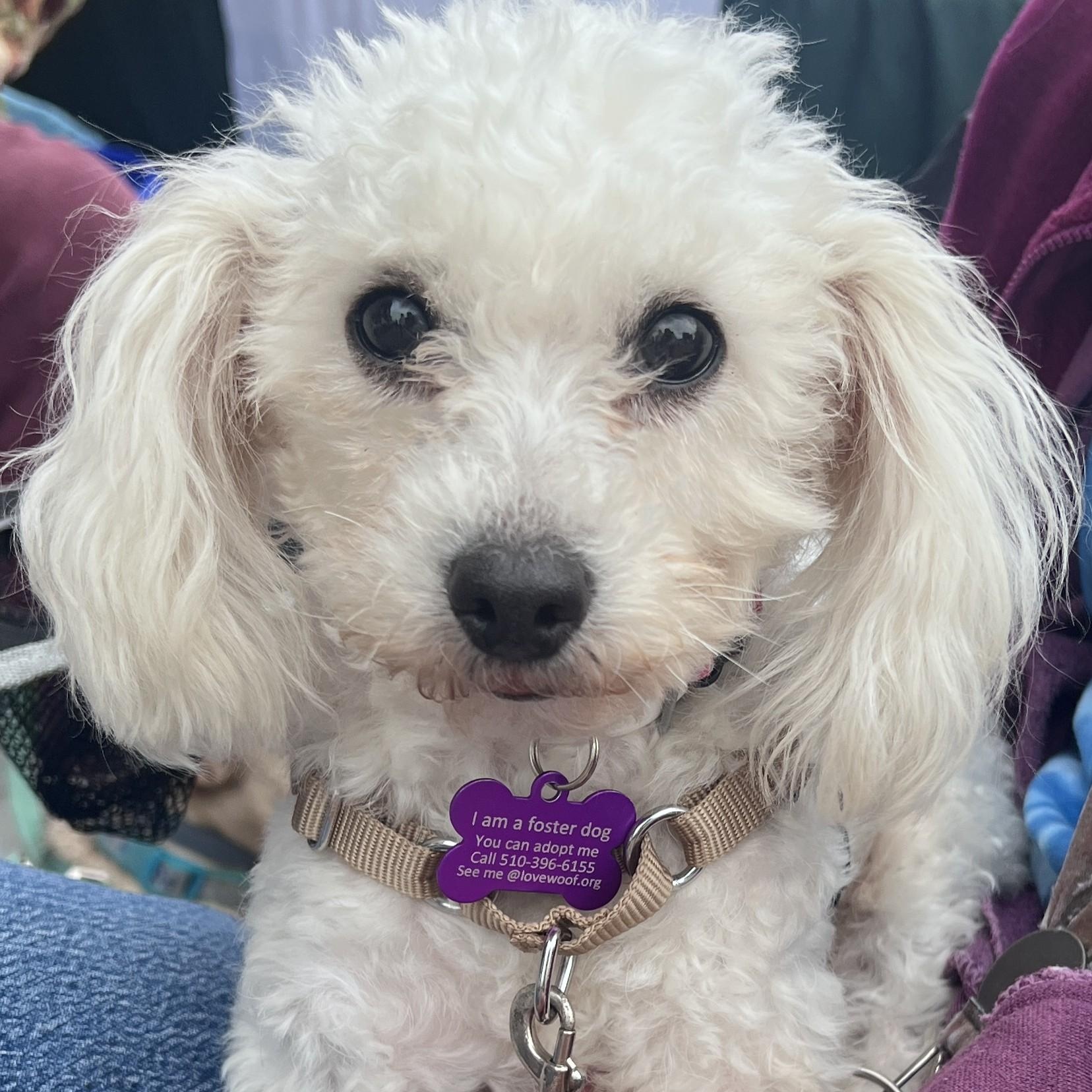 Mitsy, ADOPTABLE, Adult Female Poodle (Toy).
