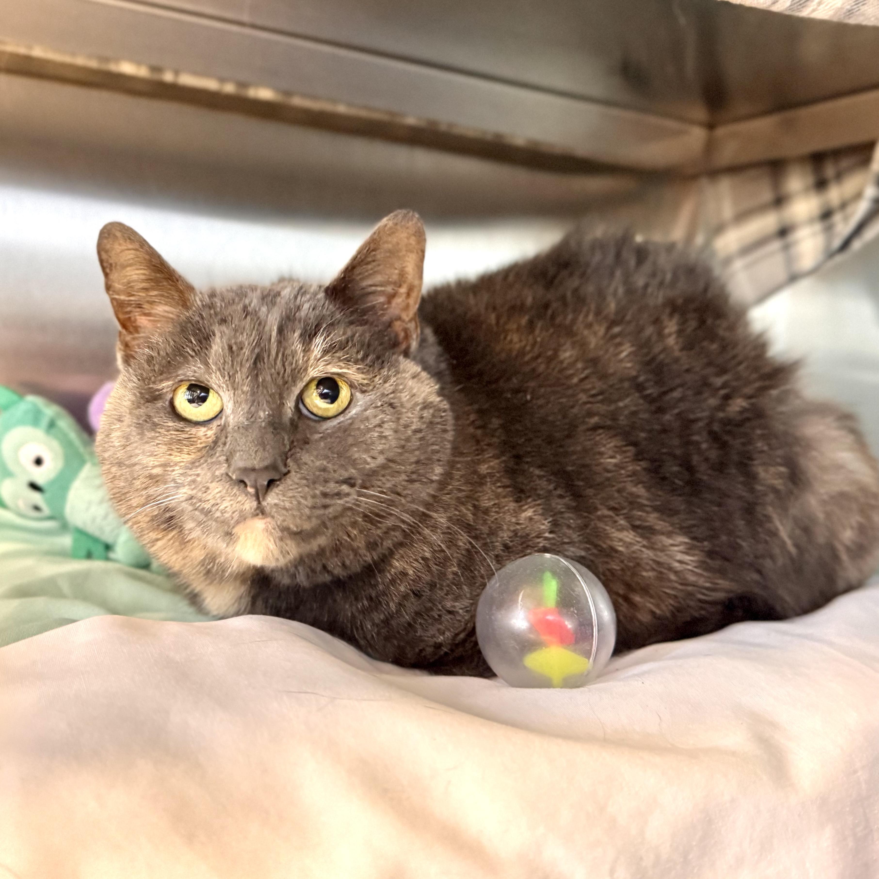 Skye(Foster Care), a ADOPTABLE Domestic Short Hair in Midland, MI image 1/2