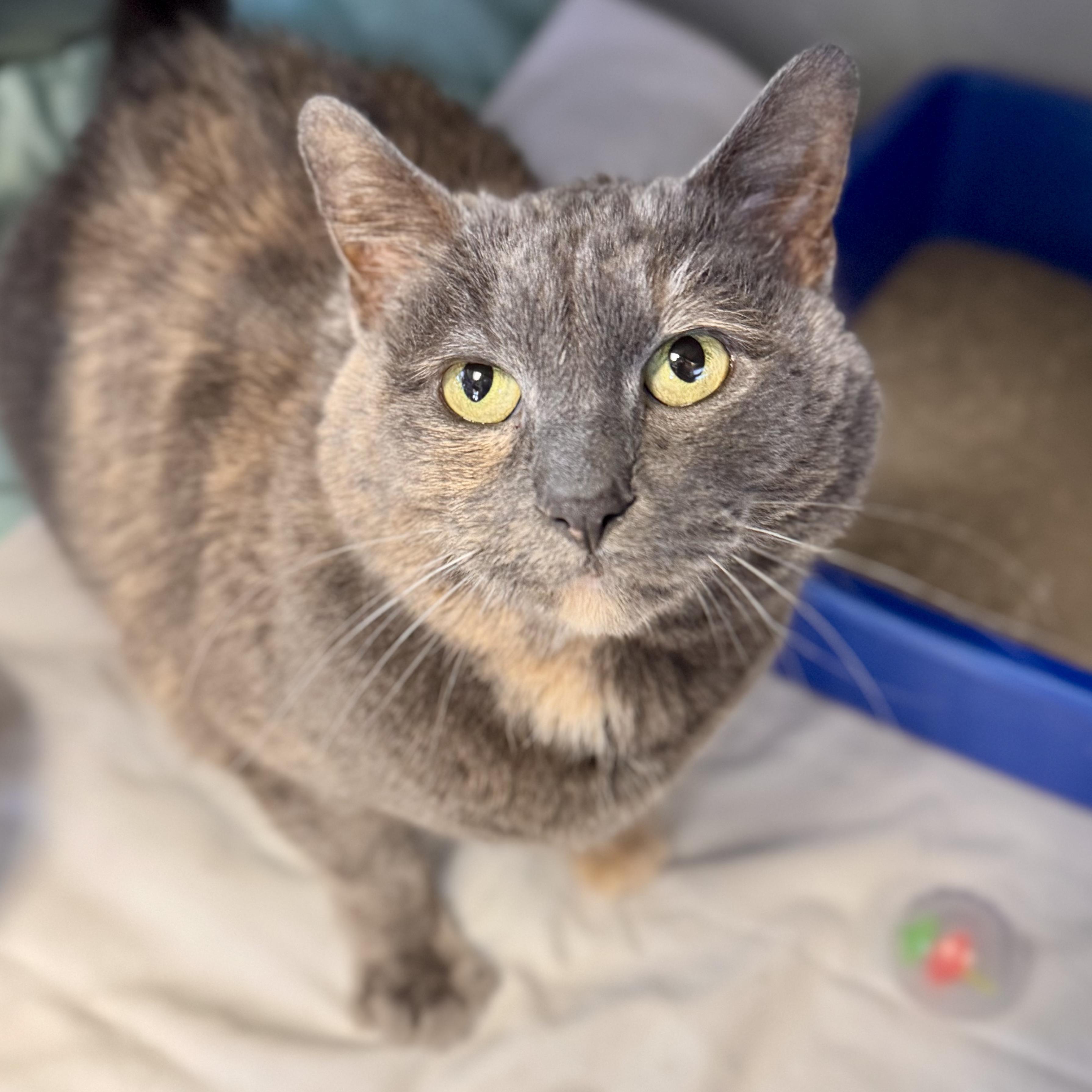 Skye(Foster Care), a ADOPTABLE Domestic Short Hair in Midland, MI image 2/2