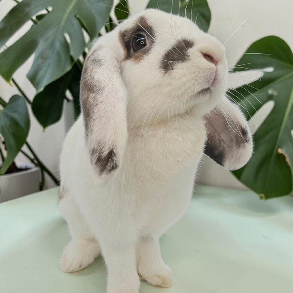 Enlarge Peaches, a Adoptable Lop Eared in Houston, TX image 1/4