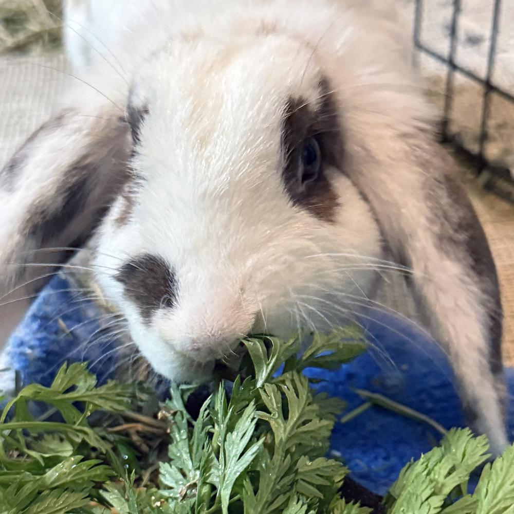 Enlarge Peaches, a Adoptable Lop Eared in Houston, TX image 2/4