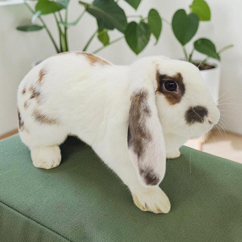Enlarge Peaches, a Adoptable Lop Eared in Houston, TX image 3/4