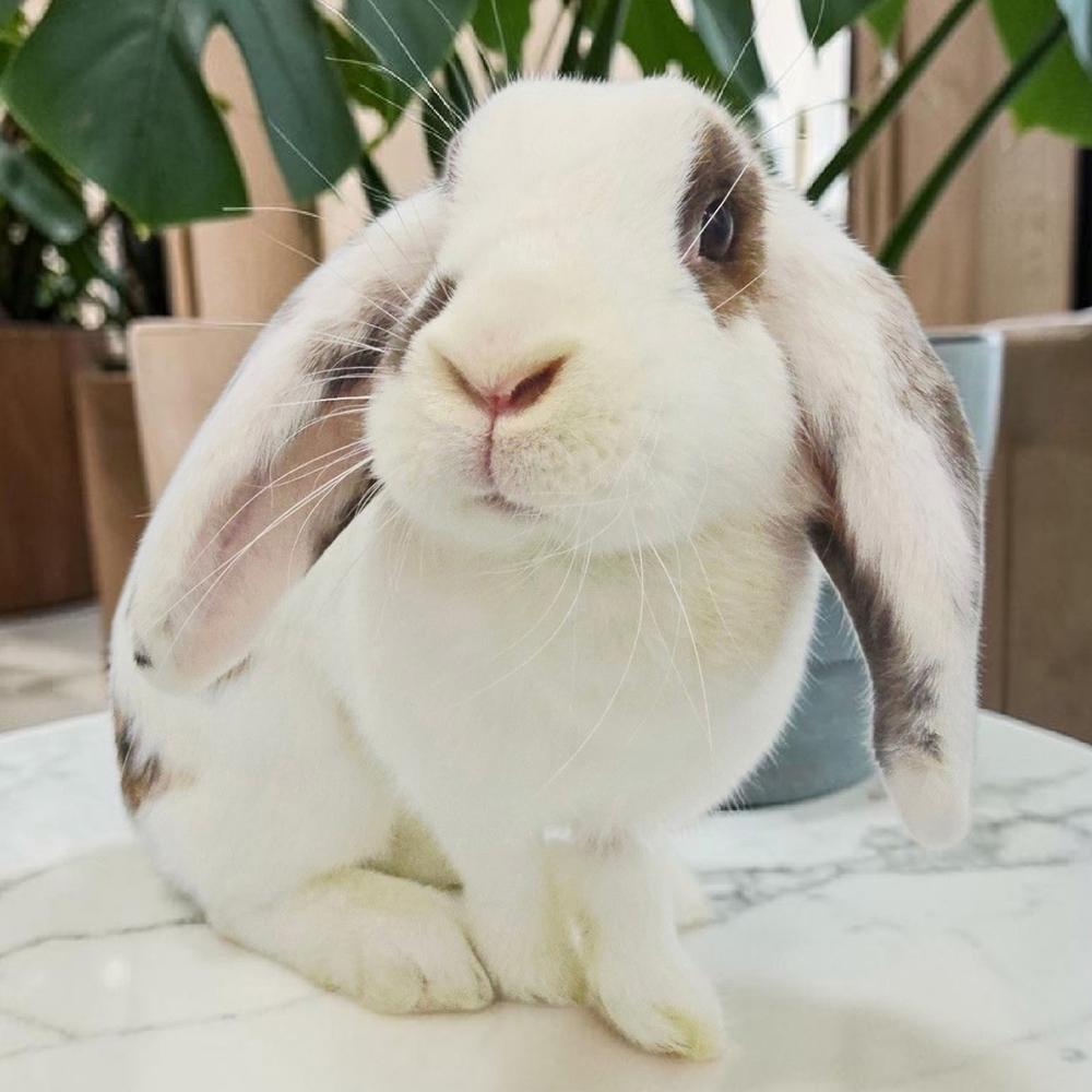 Enlarge Peaches, a Adoptable Lop Eared in Houston, TX image 4/4