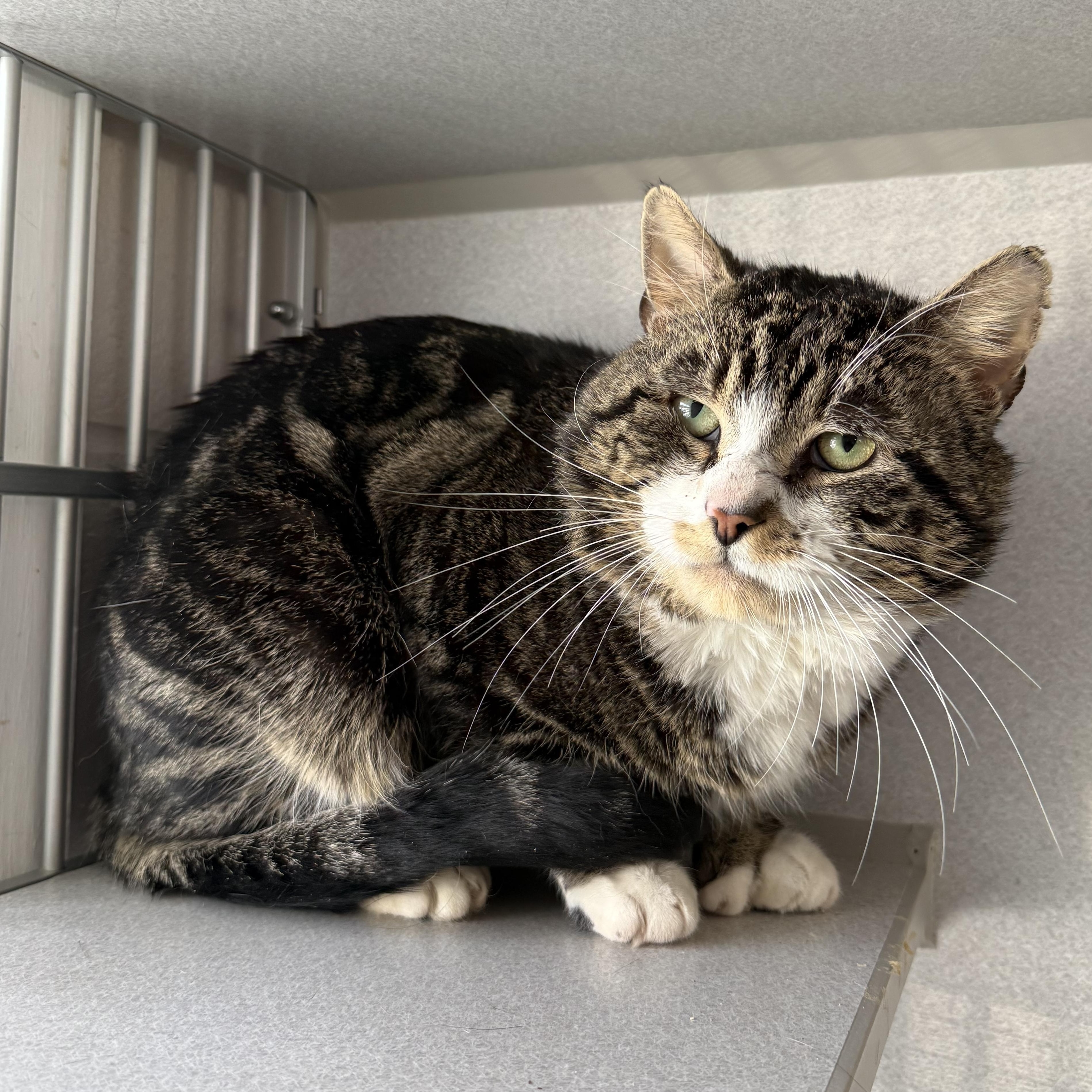 Billy, adopted, Adult Male Domestic Short Hair.