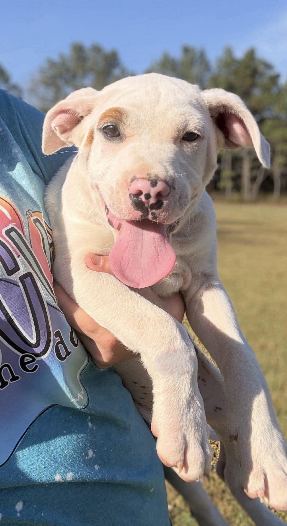 Stevie, a ADOPTABLE Mixed Breed in Northwood, NH image 5/5