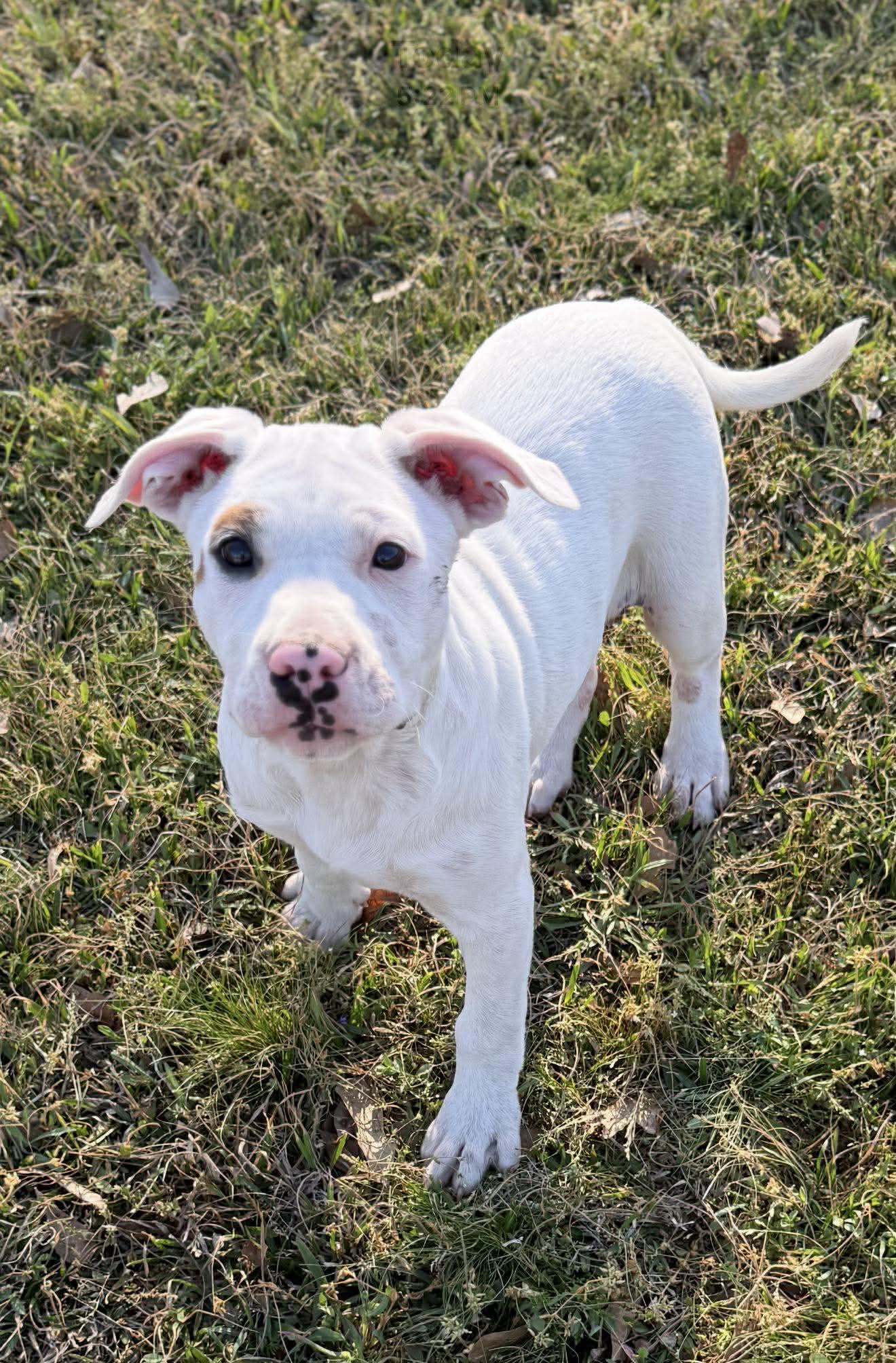 Stevie, a ADOPTABLE Mixed Breed in Northwood, NH image 1/5