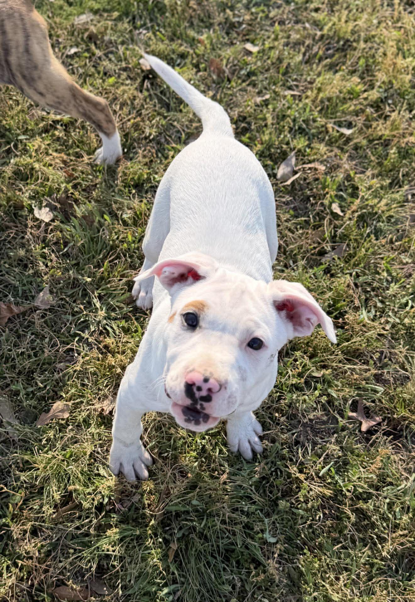 Stevie, a ADOPTABLE Mixed Breed in Northwood, NH image 3/5