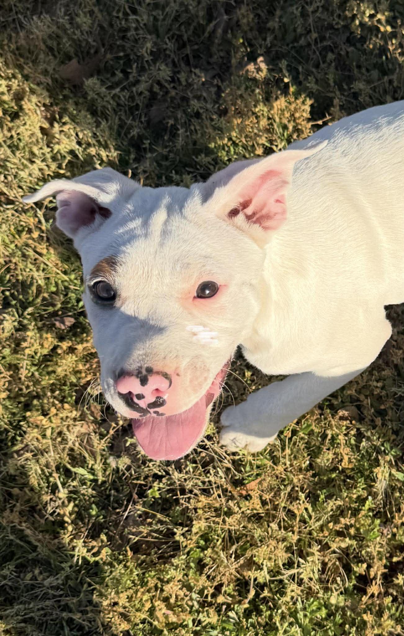 Stevie, a ADOPTABLE Mixed Breed in Northwood, NH image 2/5