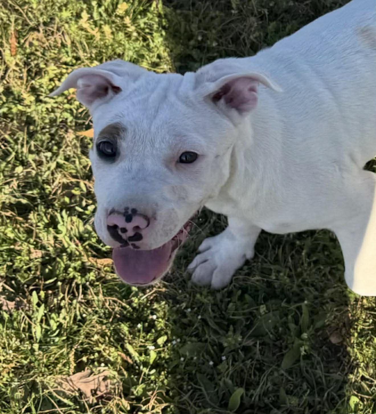 Stevie, a ADOPTABLE Mixed Breed in Northwood, NH image 4/5