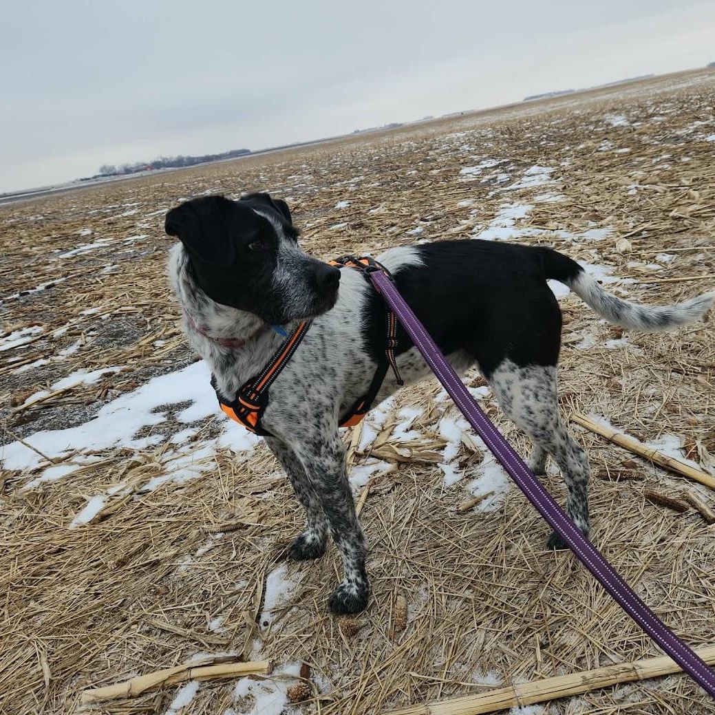 Captain Lemony Snicketts, ADOPTABLE, Adult Male German Wirehaired Pointer & Labrador Retriever.