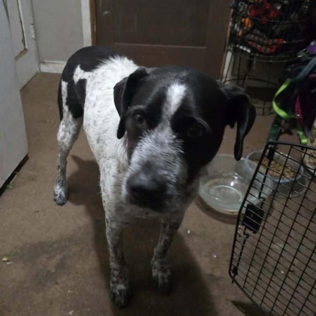 Enlarge Captain Lemony Snicketts, a ADOPTABLE mixed breed in Watertown, SD image 2/2