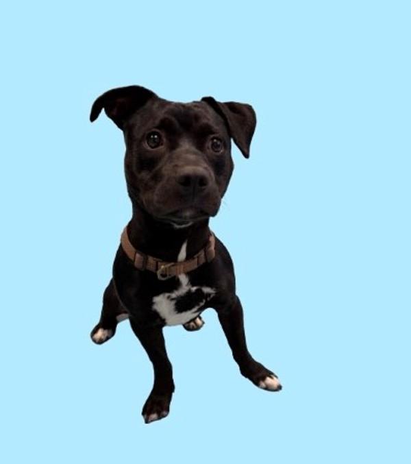 Meatball, Adoptable, Young Male Pit Bull Terrier & Dachshund.