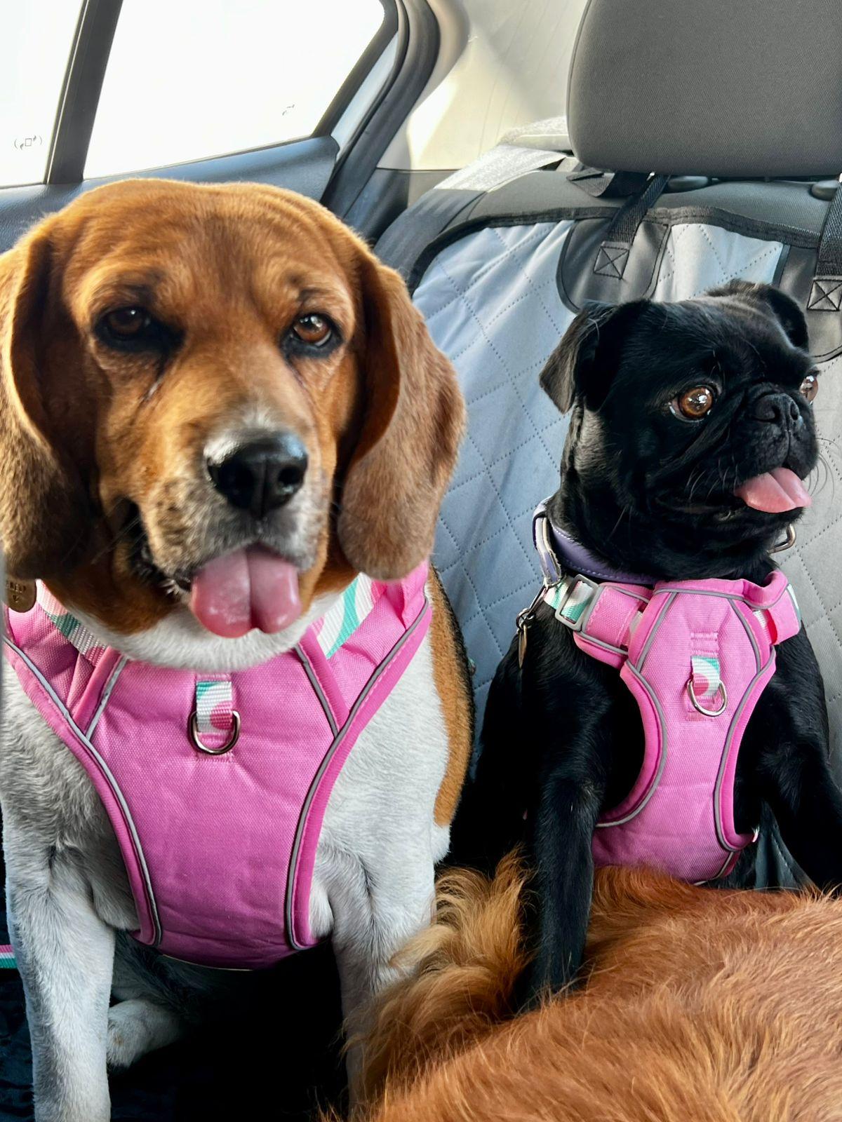 bella, Adoptable, Adult Female Beagle.