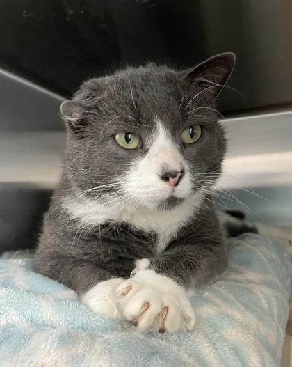 Enlarge Ash, a Adoptable mixed breed in Madison, WI image 1/3