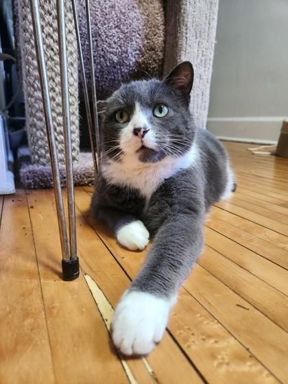 Ash, Adoptable, Adult Male Domestic Short Hair & Domestic Short Hair.