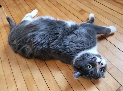 Enlarge Ash, a Adoptable mixed breed in Madison, WI image 3/3