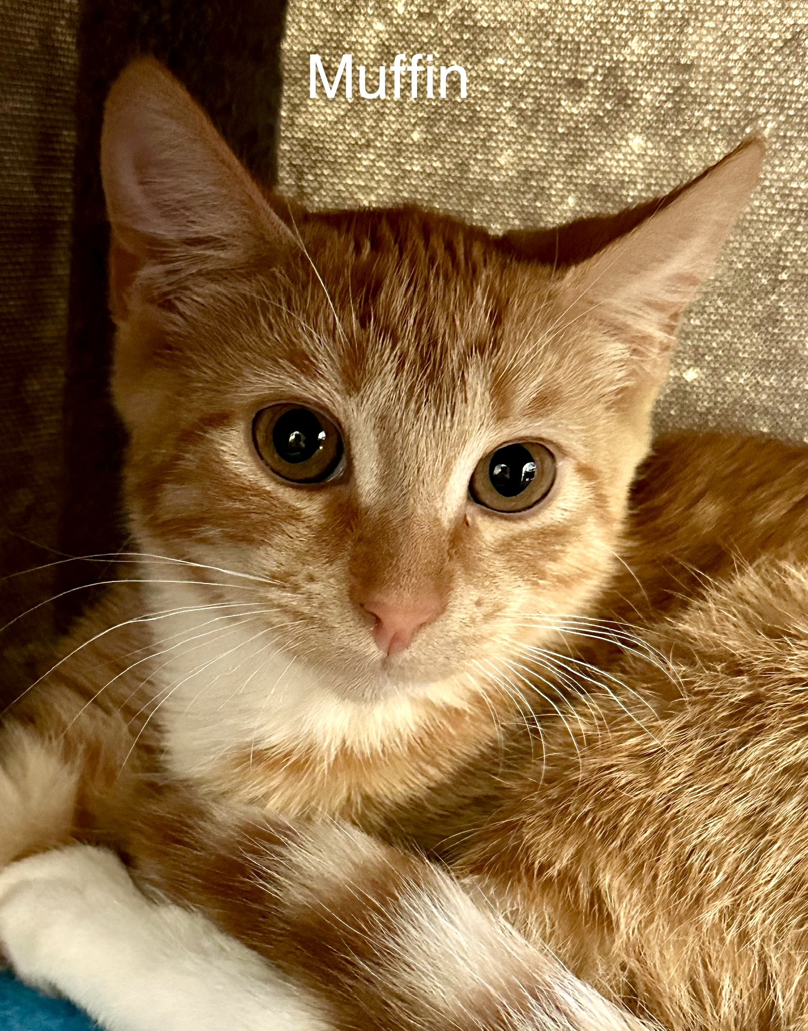 Cat for adoption Muffin, a Domestic Short Hair in Wells, ME Petfinder