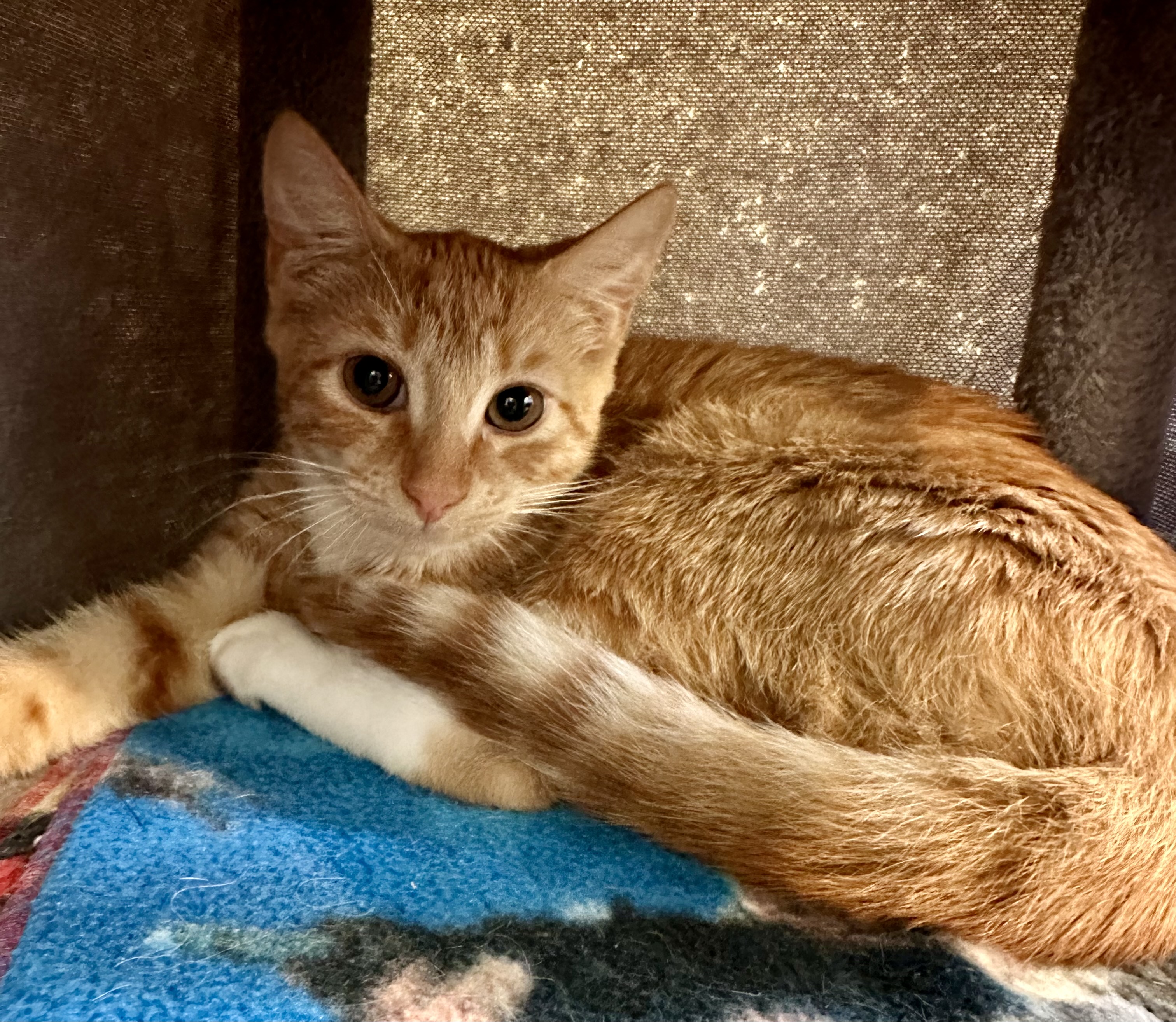 Cat for adoption Muffin, a Domestic Short Hair in Wells, ME Petfinder