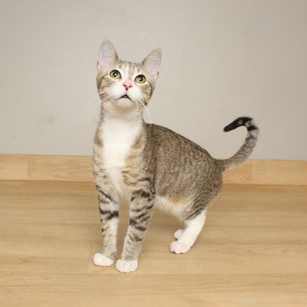 Enlarge Harlow C66453, a Adoptable Domestic Short Hair in Minnetonka, MN image 1/6