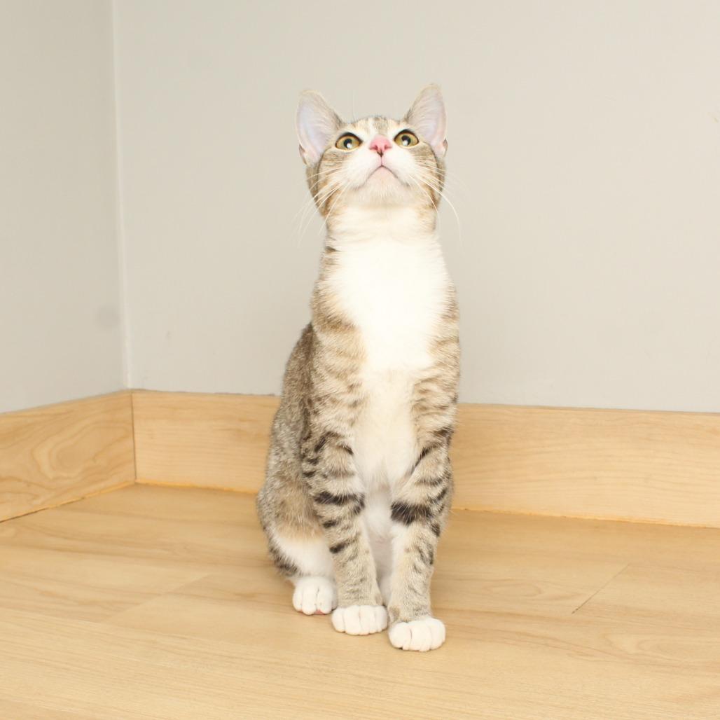 Enlarge Harlow C66453, a Adoptable Domestic Short Hair in Minnetonka, MN image 2/6