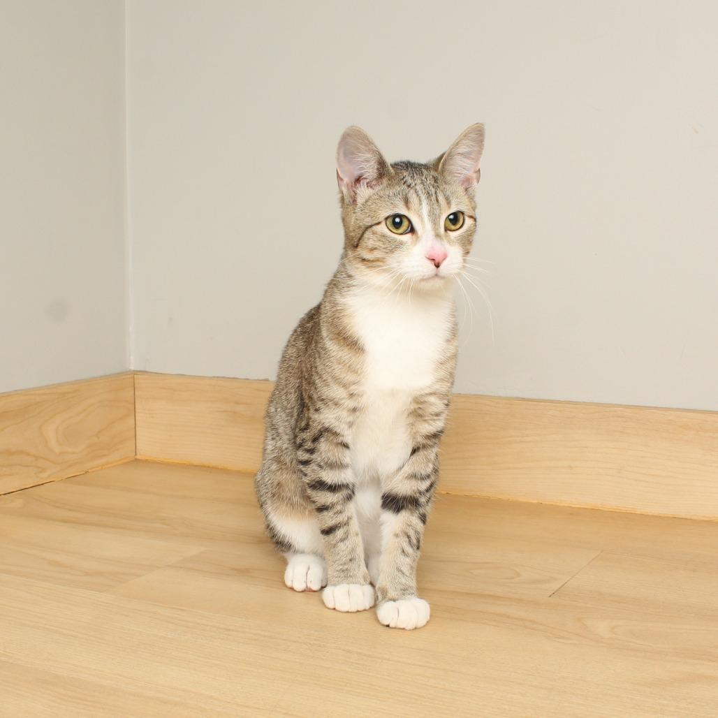 Enlarge Harlow C66453, a Adoptable Domestic Short Hair in Minnetonka, MN image 3/6