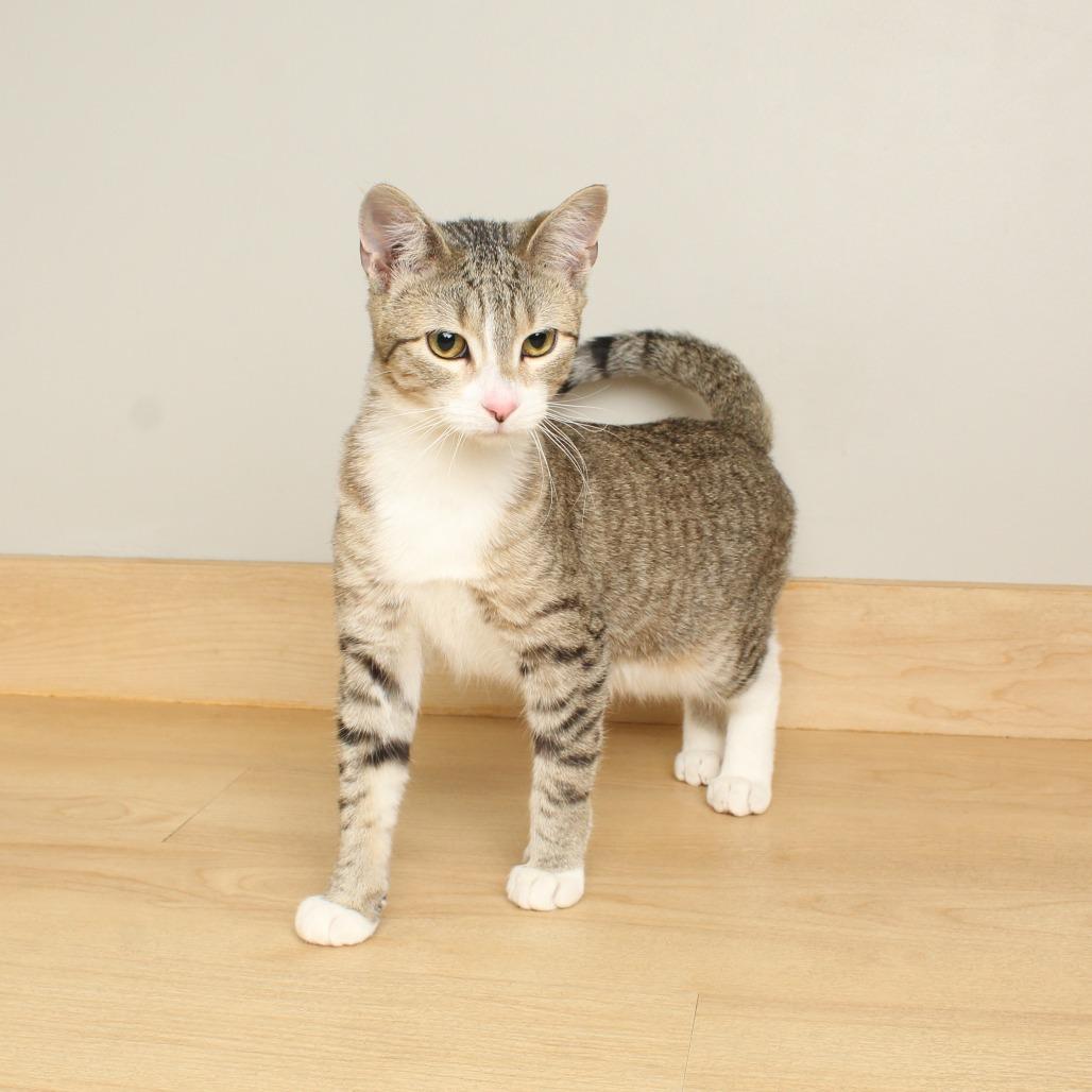 Enlarge Harlow C66453, a Adoptable Domestic Short Hair in Minnetonka, MN image 4/6