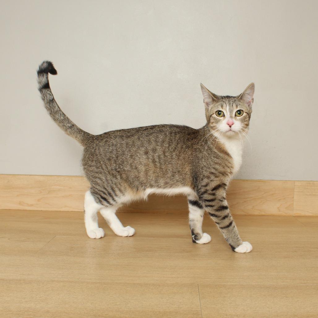 Enlarge Harlow C66453, a Adoptable Domestic Short Hair in Minnetonka, MN image 5/6