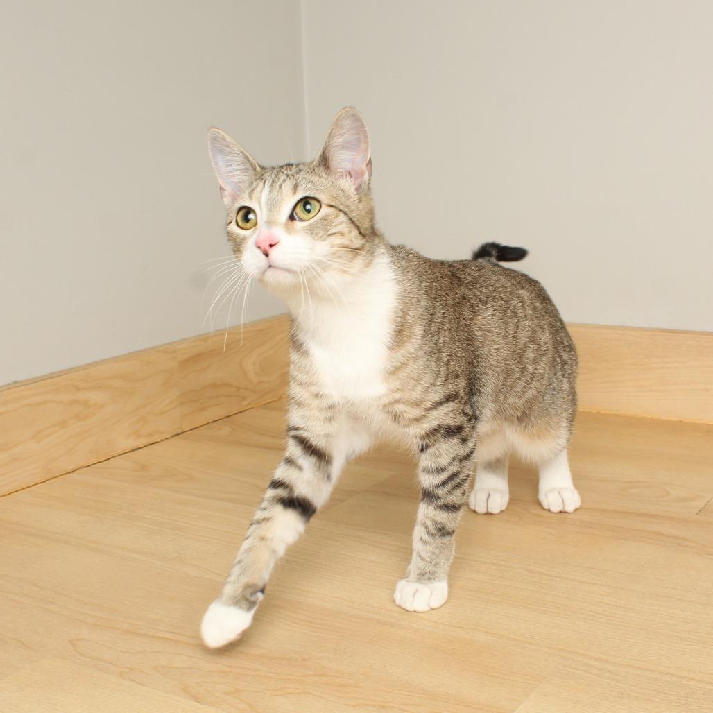 Enlarge Harlow C66453, a Adoptable Domestic Short Hair in Minnetonka, MN image 6/6