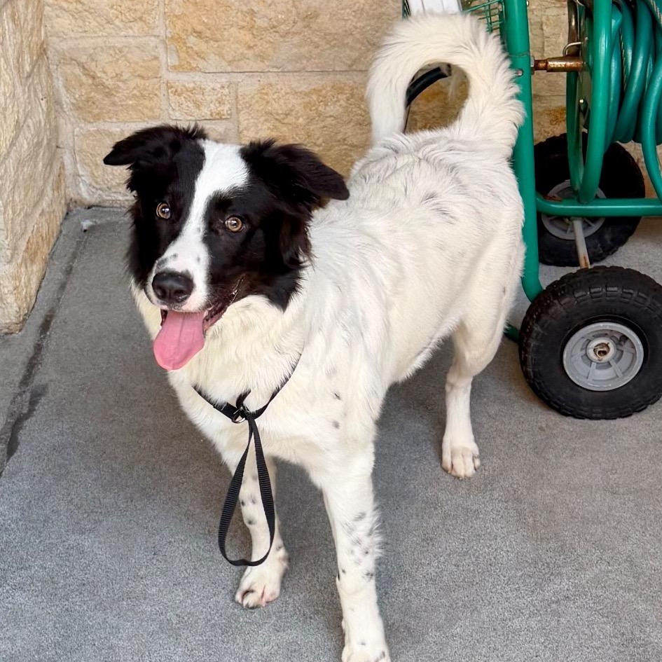 Enlarge Popeye, a Adoptable mixed breed in Dallas, TX image 2/4