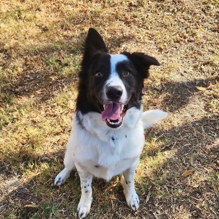 Enlarge Popeye, a Adoptable mixed breed in Dallas, TX image 1/4
