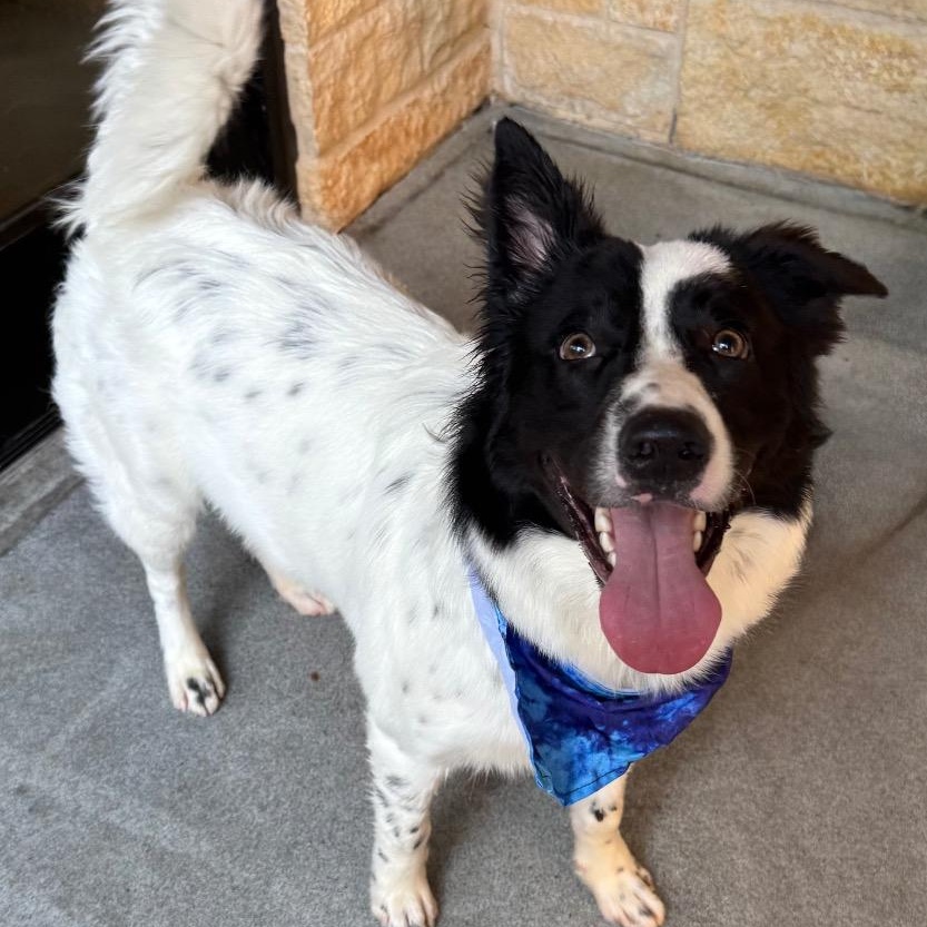 Enlarge Popeye, a Adoptable mixed breed in Dallas, TX image 4/4
