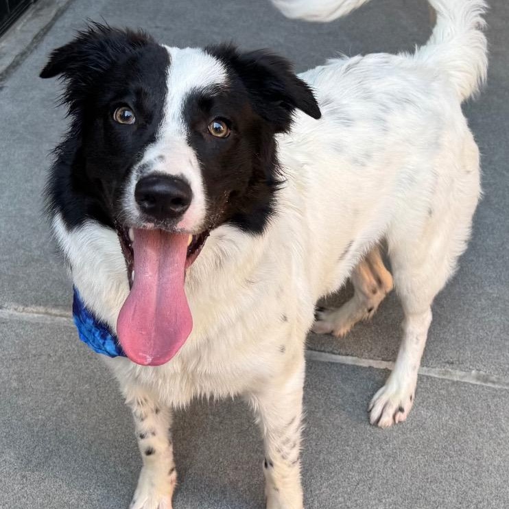 Enlarge Popeye, a Adoptable mixed breed in Dallas, TX image 3/4