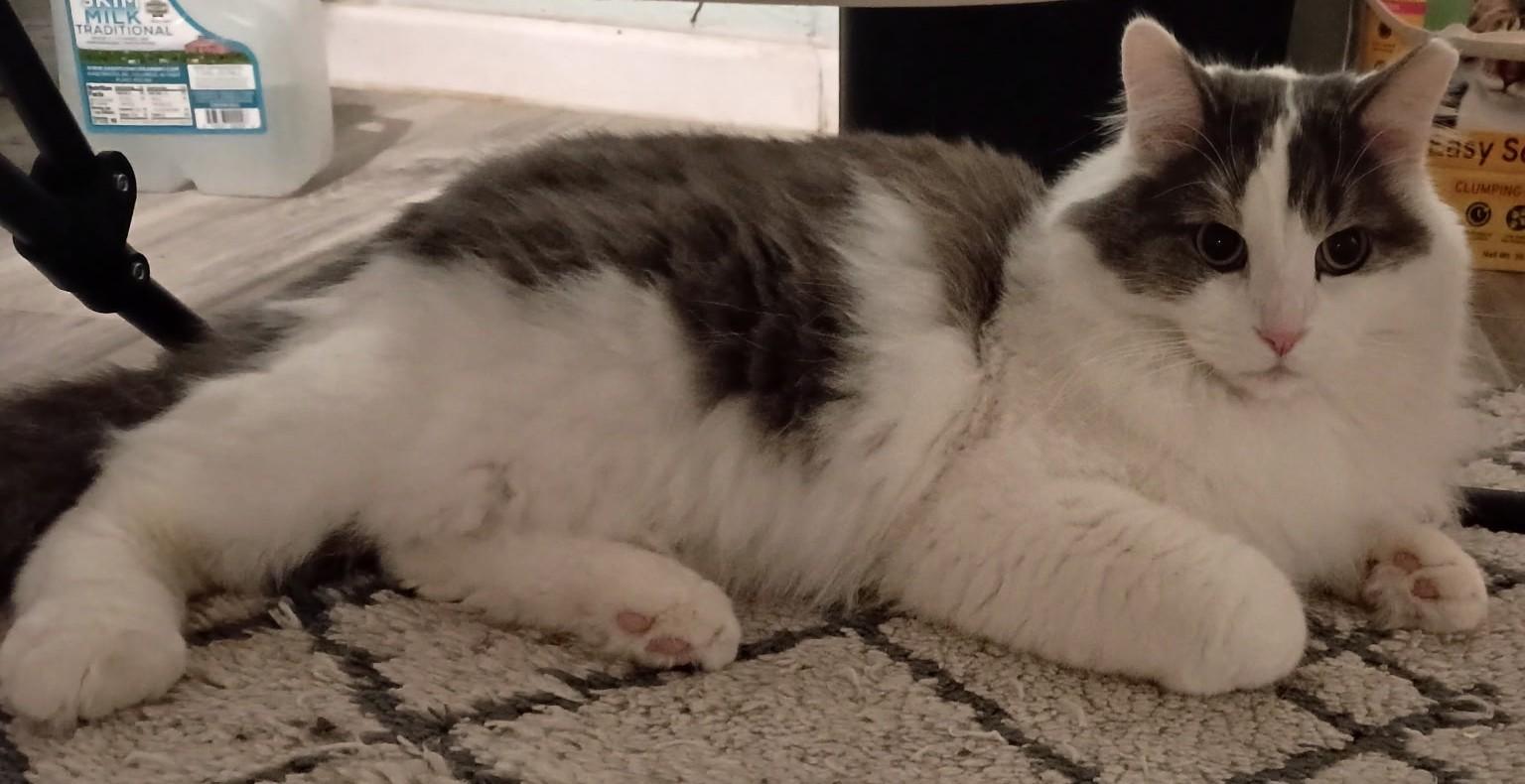 Enlarge Prince25, a ADOPTABLE Domestic Long Hair in Milwaukee, WI image 3/5