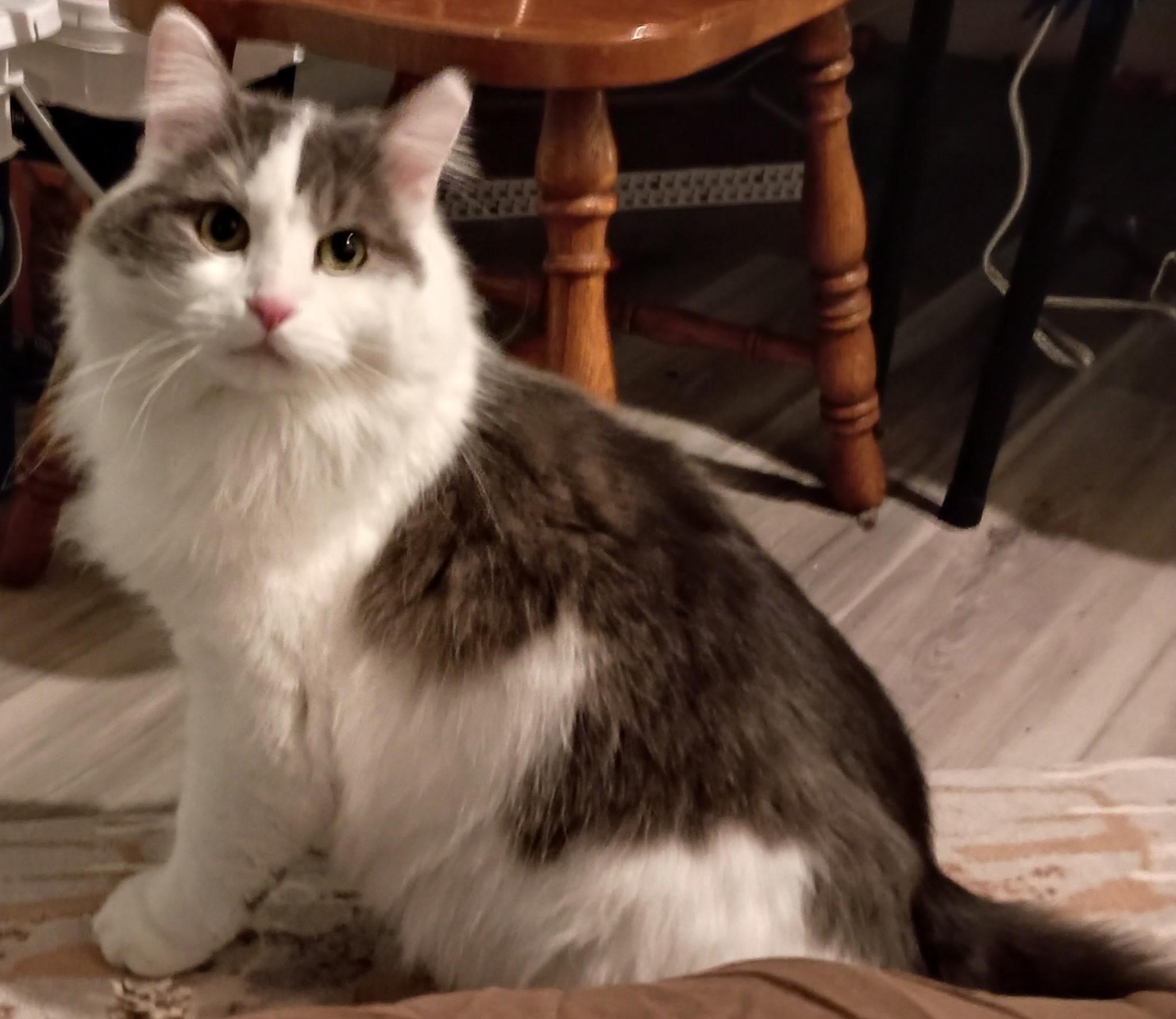 Prince25, ADOPTABLE, Adult Male Domestic Long Hair.