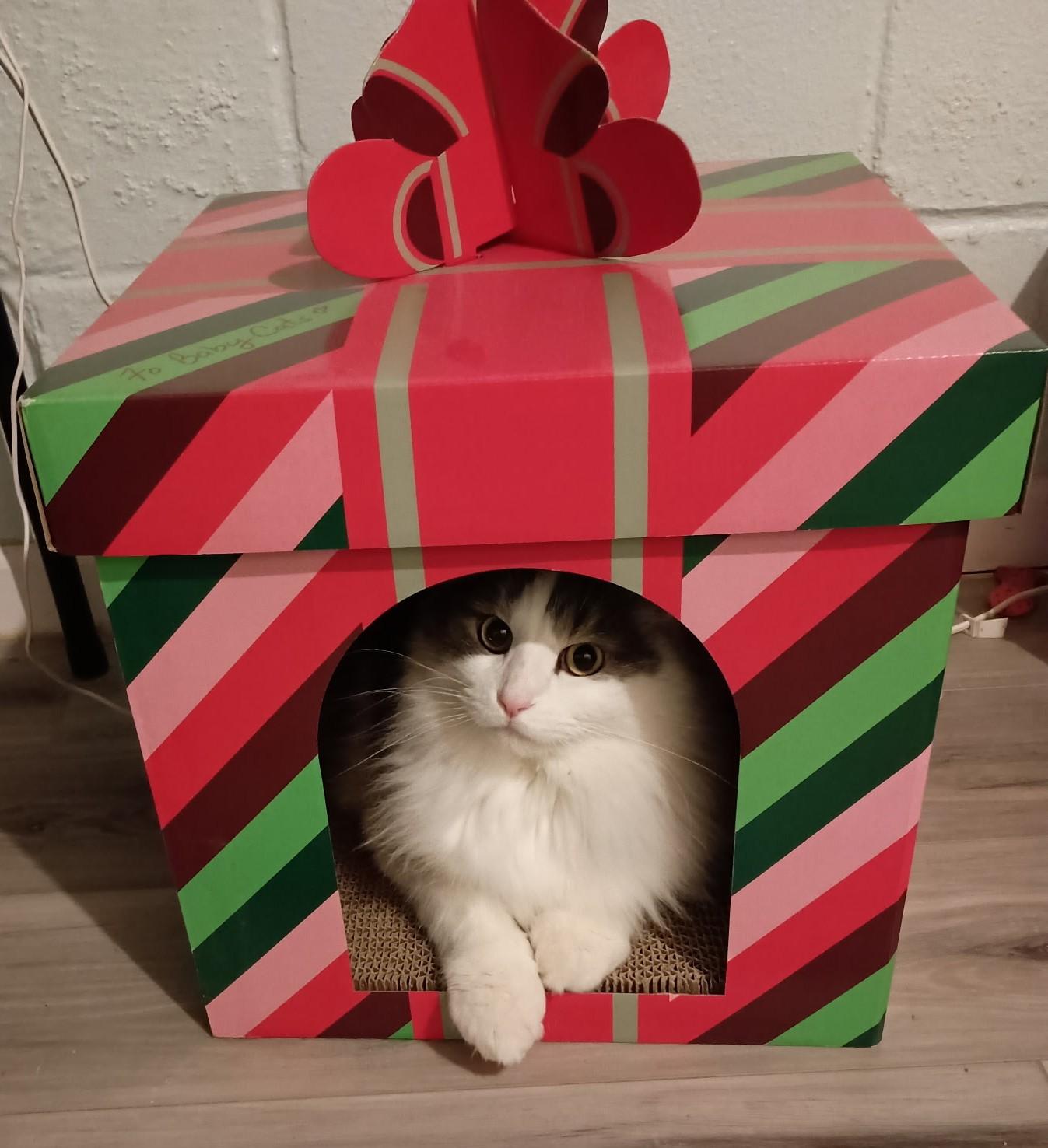 Enlarge Prince25, a ADOPTABLE Domestic Long Hair in Milwaukee, WI image 4/5