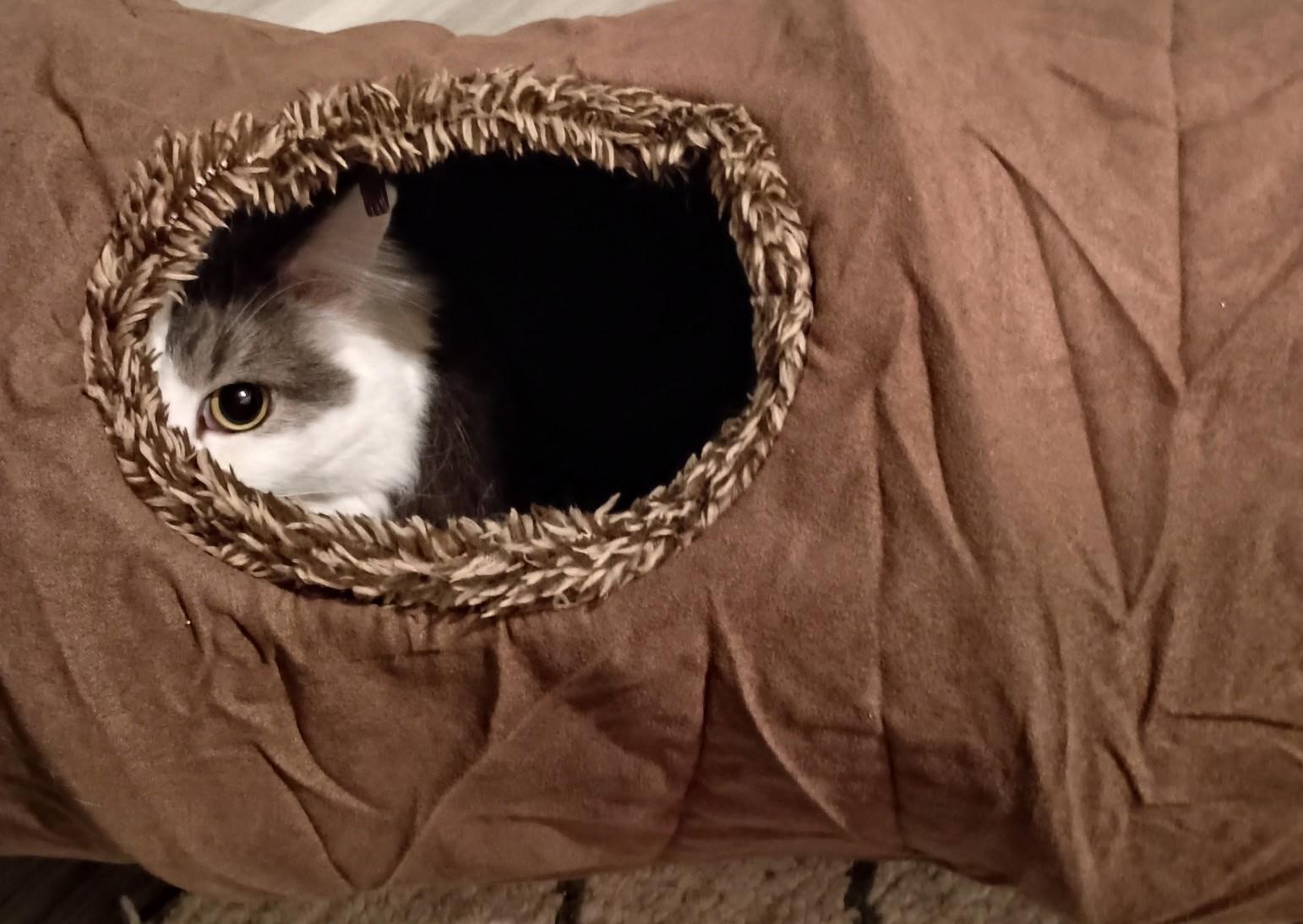 Enlarge Prince25, a ADOPTABLE Domestic Long Hair in Milwaukee, WI image 5/5