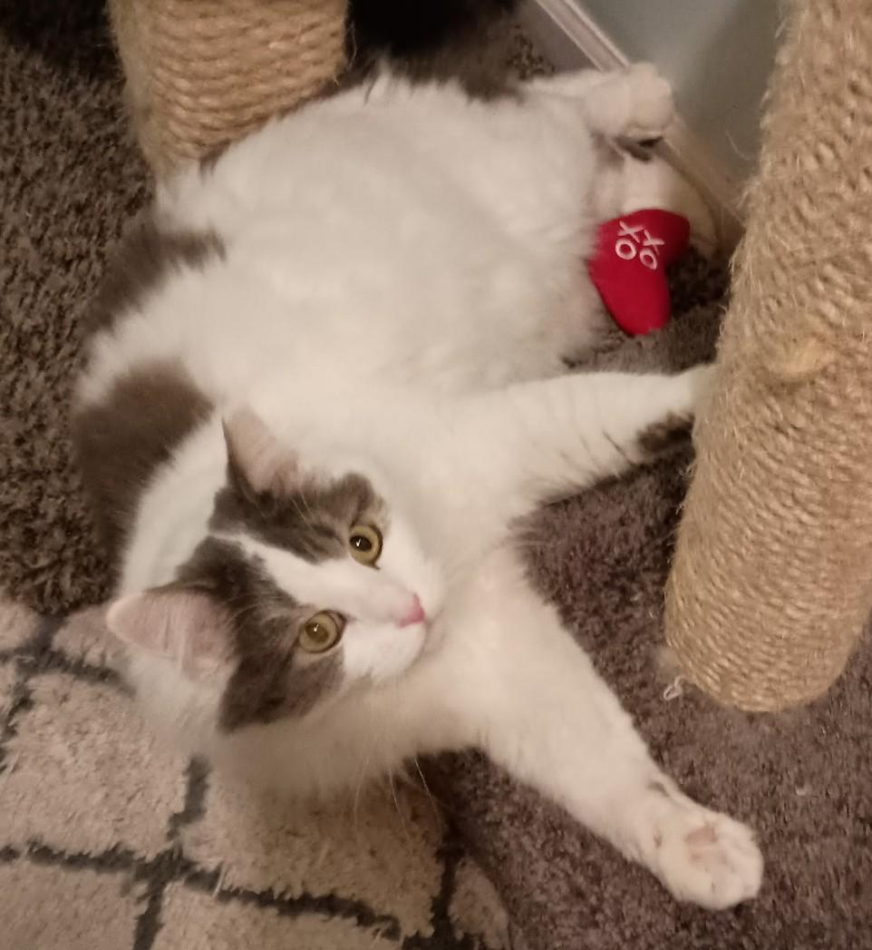 Enlarge Prince25, a ADOPTABLE Domestic Long Hair in Milwaukee, WI image 2/5