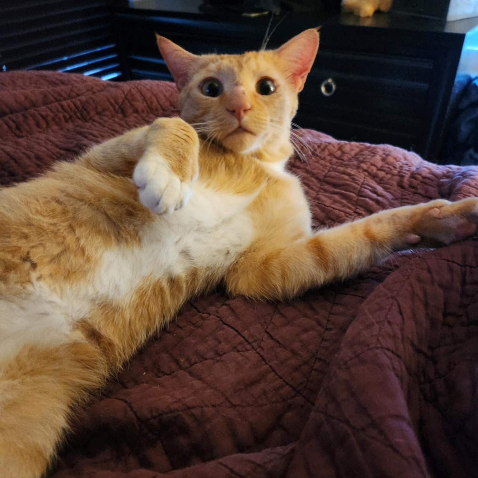 Better Bob, a Adoptable mixed breed in Fort Myers, FL image 6/6