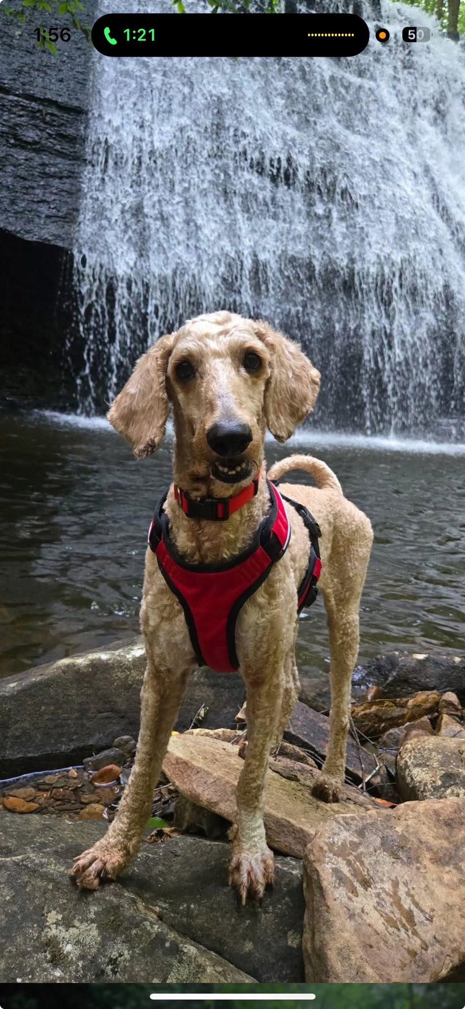 Levon, Adoptable, Young Male Goldendoodle.
