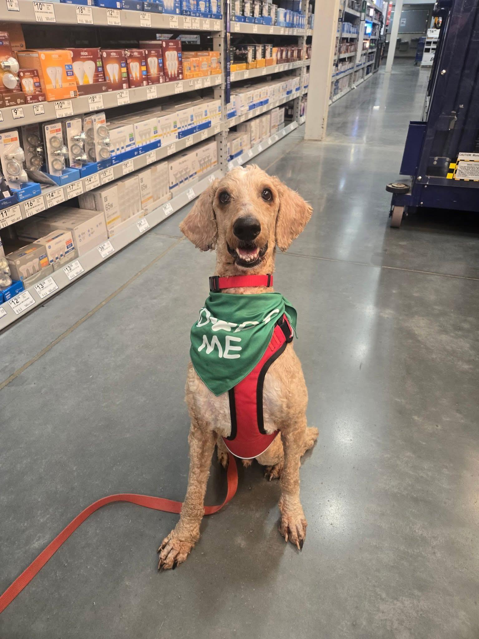 Levon, a Adoptable Goldendoodle in Bristol, TN image 2/3