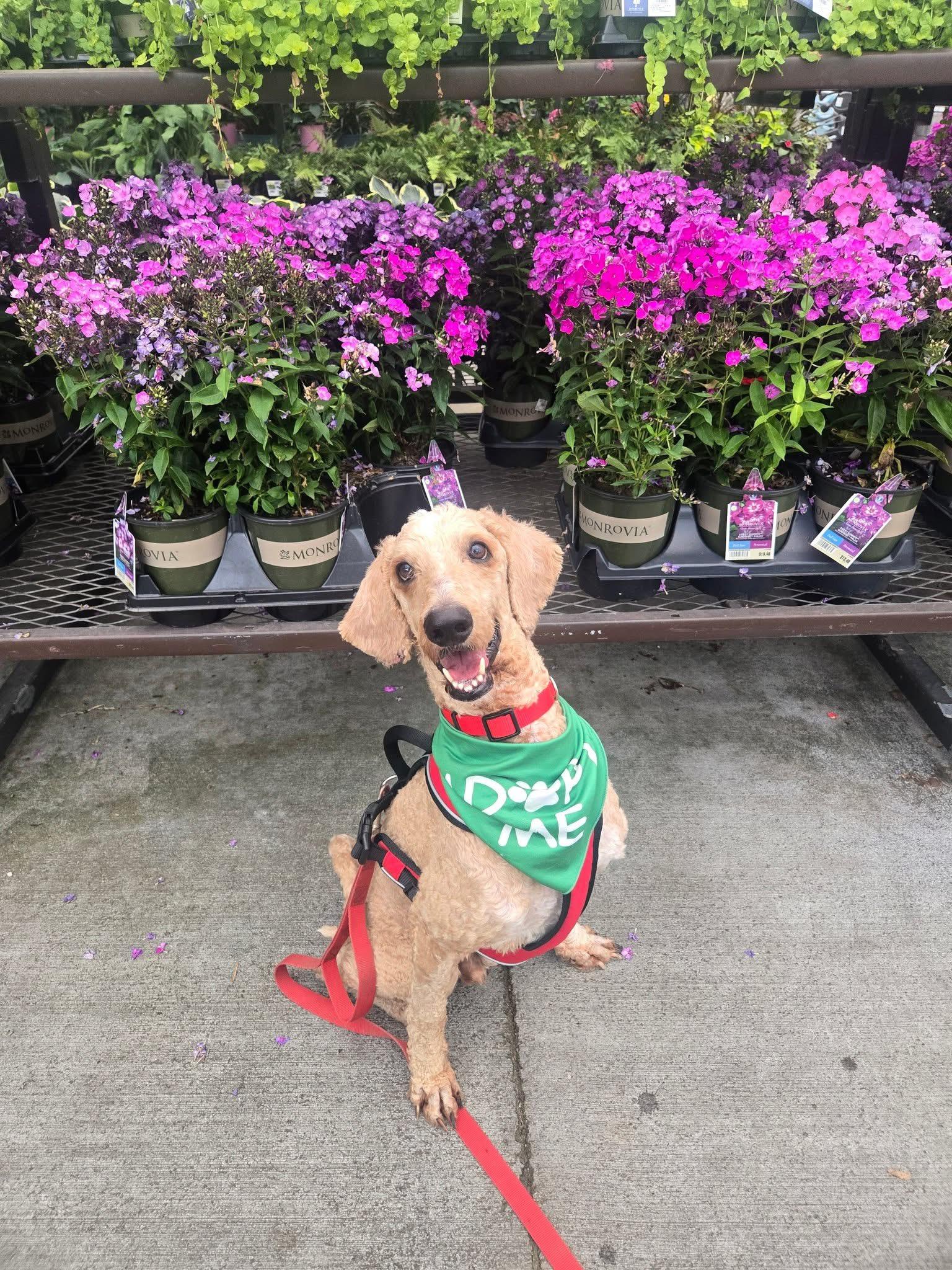 Levon, a Adoptable Goldendoodle in Bristol, TN image 3/3