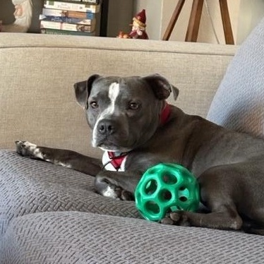 Olive photo 3