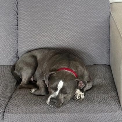 Olive photo 2