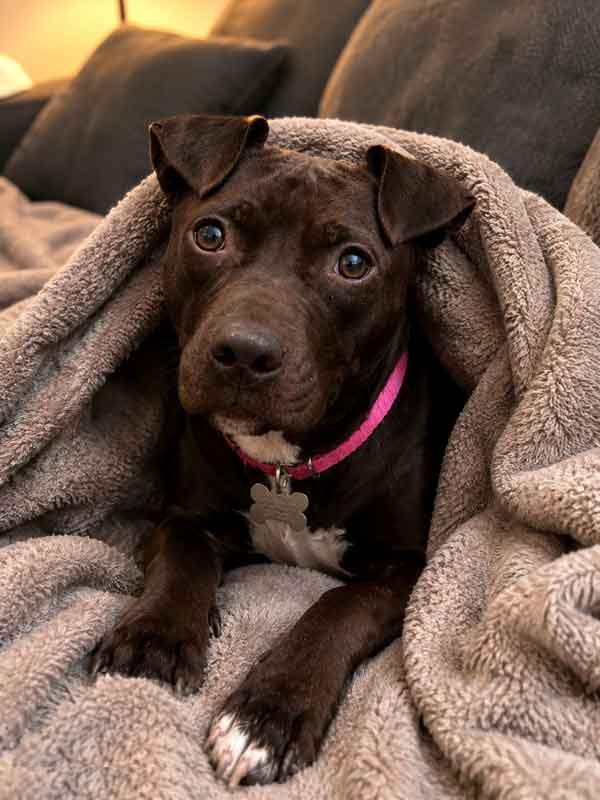 Enlarge Emmy, a Adoptable mixed breed in Kennesaw, GA image 2/5