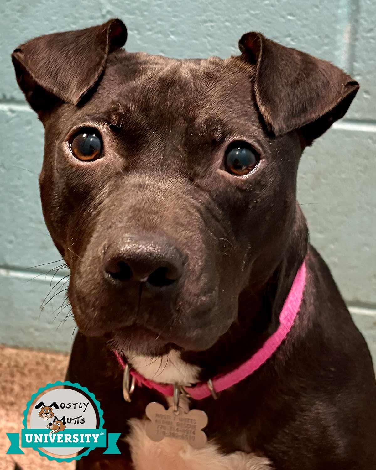 Emmy, Adoptable, Adult Female Terrier & Labrador Retriever.