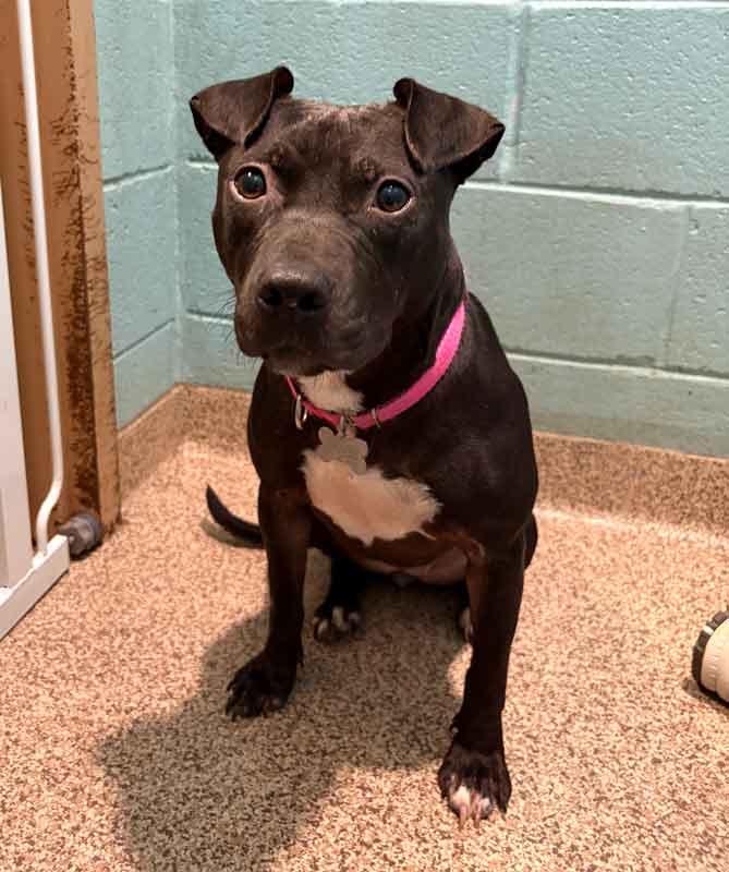 Enlarge Emmy, a Adoptable mixed breed in Kennesaw, GA image 5/5
